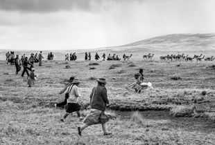 In pursuit of the vicuñas