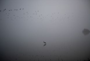Gray Cranes
