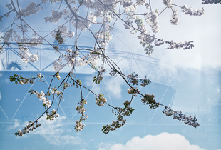 [Games # 1]  - Olympic Stadium with Blossom Detail, Green Way/Victoria 	Park, London 2012