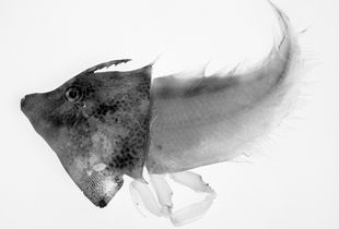 Aluterus Harpax Cynoglossus