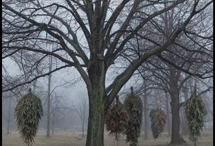 Linden