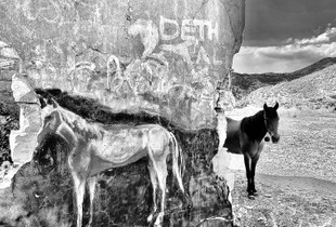A Horse with No Name