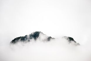 Forest in the sky