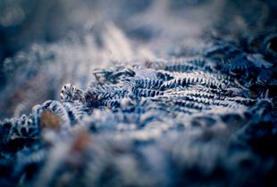 Fern