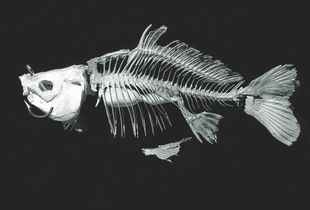 Carp