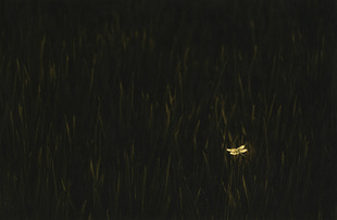 The quiet sense of nature#1