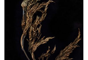 © Jeff Moorfoot