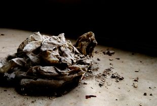 The silence of forgotten things