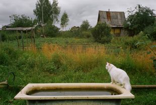 Gardener's cat Lancelot.