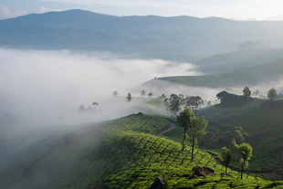 The tea estates of Munnar