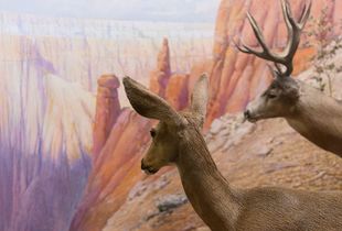 Grand Canyon National Park, Kaibab Plateau