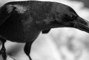BLACK BIRD LAND-5