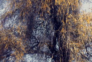 The Hidden Life