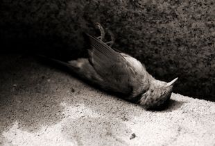 Fragments  #1