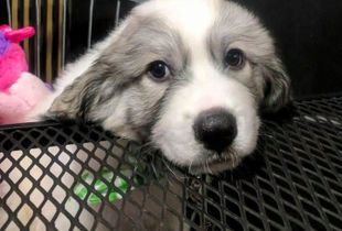 Magnum Puppy