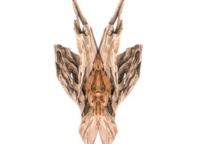 Mantis