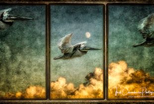 Pelican Triptych