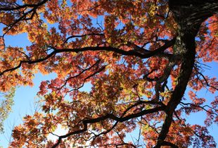 Branching Out 1