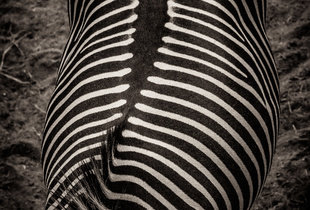 Zebra spine