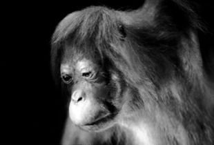 Orangutan