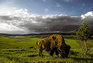 American Bison