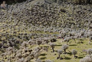 Olive Plantation