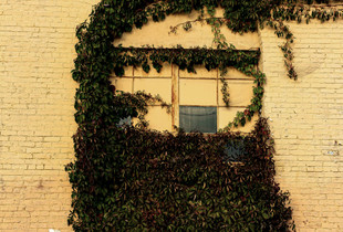 Nature's Window