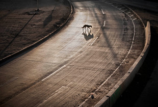 perro callejero