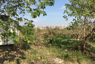 Woman planting green vegetable