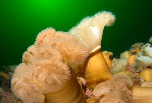 Frilled Anemones