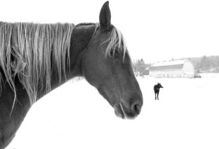 The barn, the dog and the horse. 2016