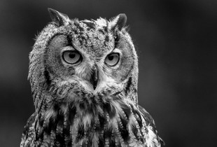 Black and White Portrait of the Eagle Owl