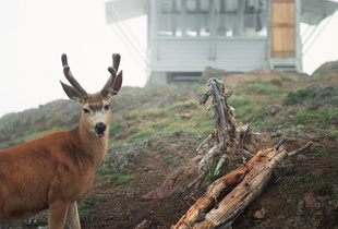 Jack Kerouac Firewatchhouse im Desolation Peak