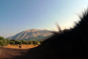 Rare Kefalonian Pygmy Pony