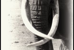 She Who Wears Ivory 1