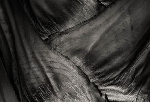 Palm