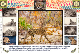 Endangered Cheetahs