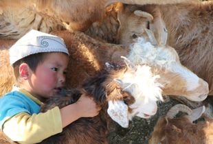 Kazakh Child with Goats. Bayan Olgii, Western Mongolia. 2017.