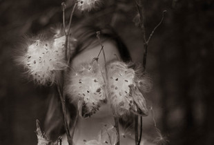 Milkweed / Healing Plant