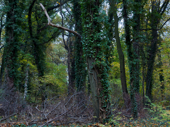 Brandenburg Forests 01