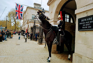 funny horse face!