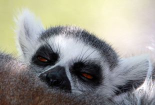 Baby Lemur