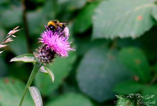 Scottish Highland Thistle