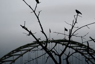 Bridge City