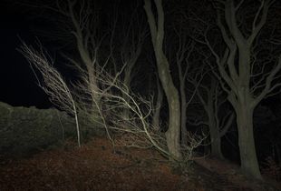 West wood.