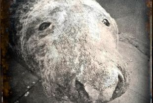 Gray Seal