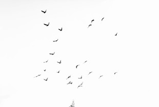 Fly away