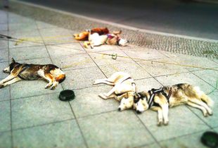 Just sleeping © Jürgen Novotny (Berlin, Germany 2010)