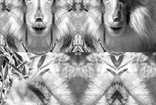 symmetry