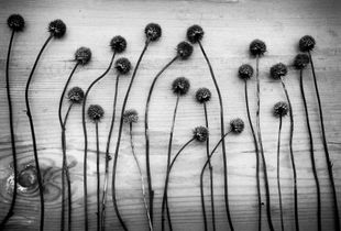 The connection of the flowers